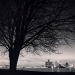 detroit_tree_1995