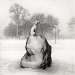 med-snow_dog_1996