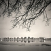 windsor_trees_2008