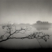 elm_branch_grosse_ile_1999