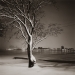 winter_tree_belle_isle