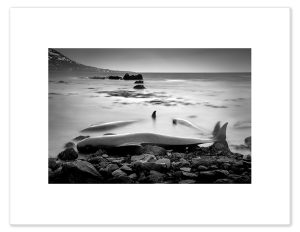 The Beaching, Iceland 2021 - Pigment Print
